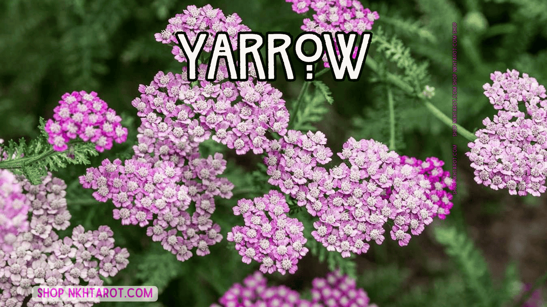 Yarrow: Magical Properties, Ritual Uses, and Spiritual Benefits in Witchcraft