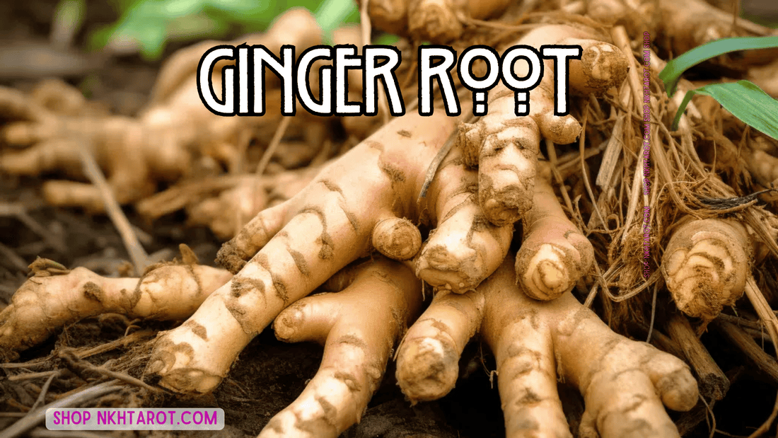 Ginger Root: Magical Properties, Ritual Uses, and Spiritual Benefits in Witchcraft