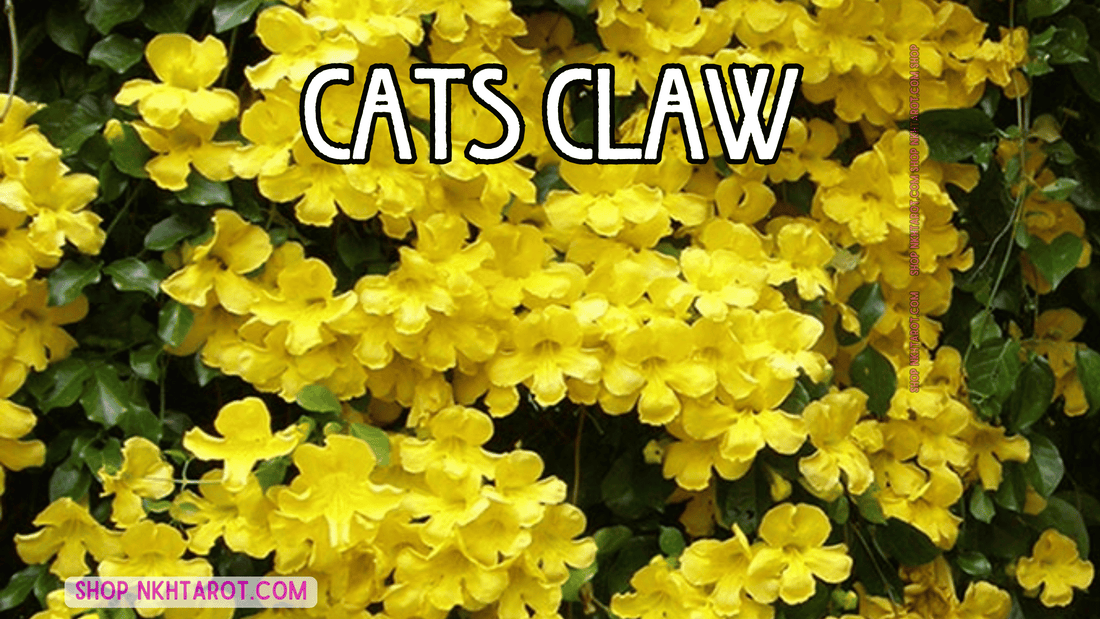 Cats Claw: Magical Properties, Ritual Uses, and Spiritual Benefits in Witchcraft
