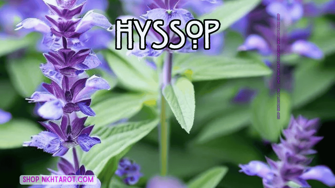 Hyssop: Magical Properties, Ritual Uses, and Spiritual Benefits in Witchcraft