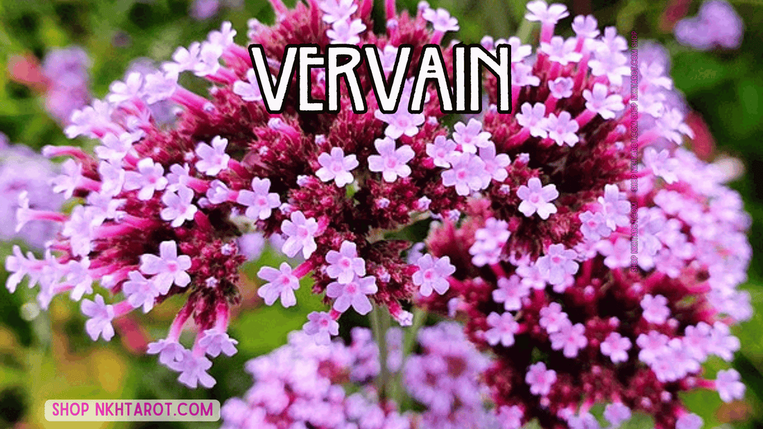 Vervain: Magical Properties, Ritual Uses, and Spiritual Benefits in Witchcraft