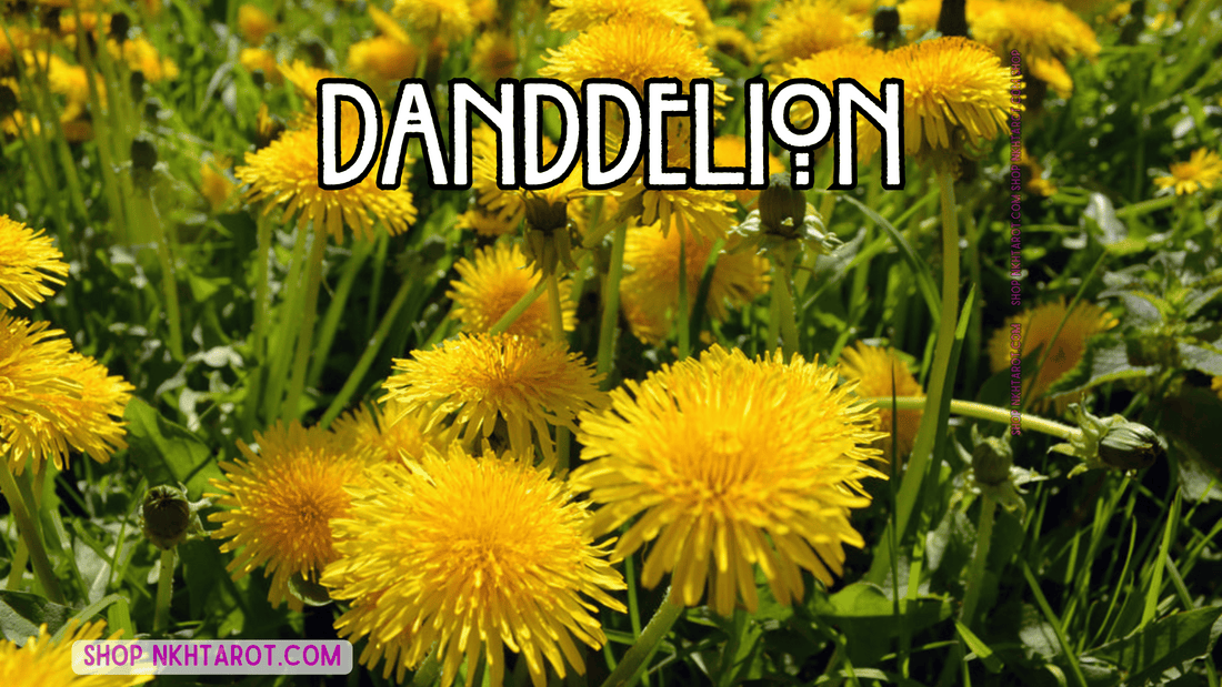 Dandelion: Magical Properties, Ritual Uses, and Spiritual Benefits in Witchcraft