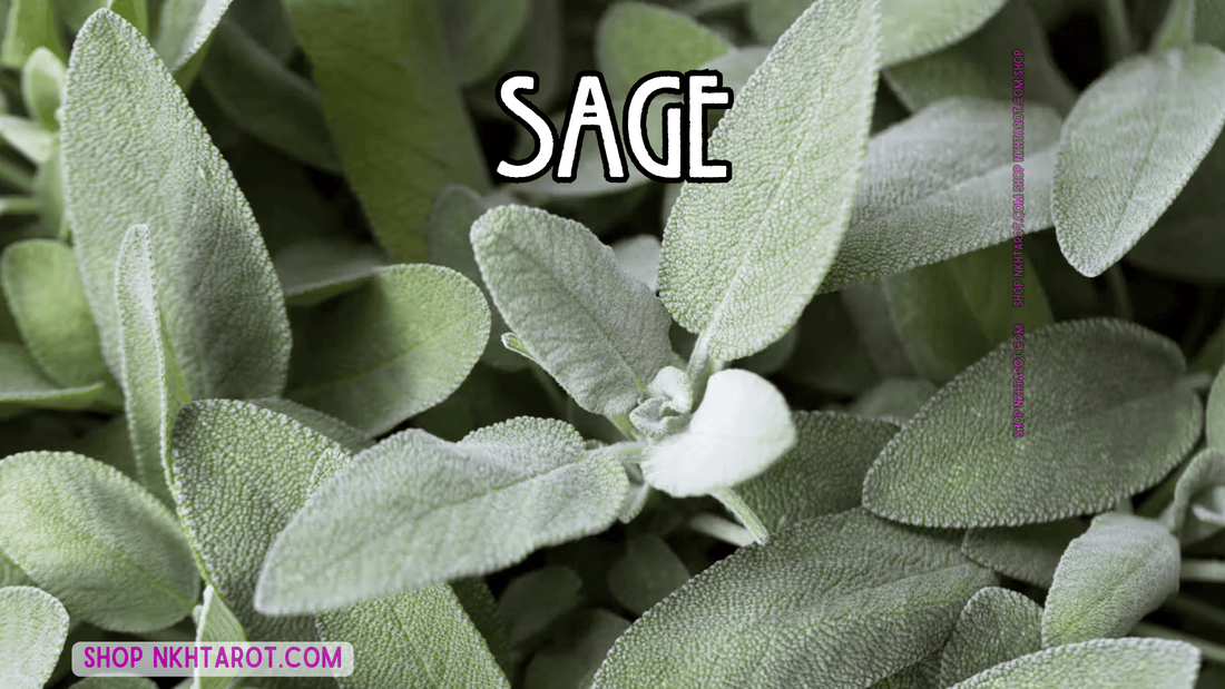 Sage: Magical Properties, Ritual Uses, and Spiritual Benefits in Witchcraft