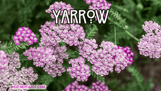 Yarrow: Magical Properties, Ritual Uses, and Spiritual Benefits in Witchcraft