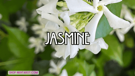 Jasmine: Magical Properties, Ritual Uses, and Spiritual Benefits in Witchcraft