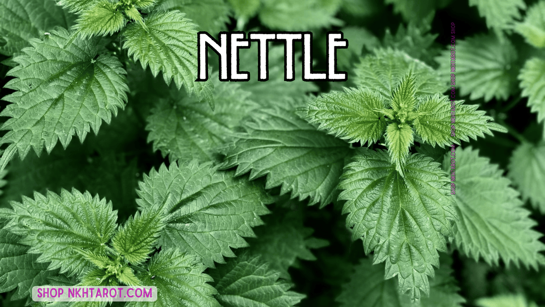 Nettle: Magical Properties, Ritual Uses, and Spiritual Benefits in Witchcraft