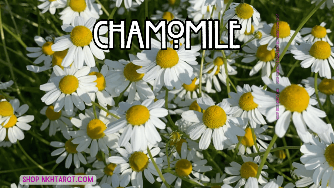Chamomile: Magical Properties, Ritual Uses, and Spiritual Benefits in Witchcraft