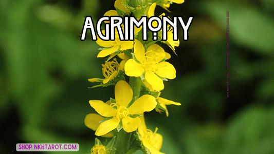 Agrimony: Magical Properties, Ritual Uses, and Spiritual Benefits in Witchcraft