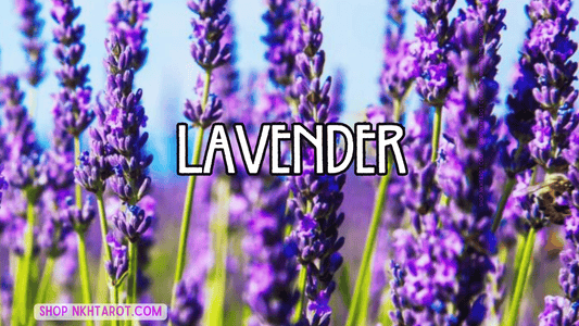 Lavender: Magical Properties, Ritual Uses, and Spiritual Benefits in Witchcraft