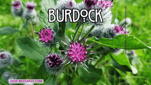 Burdock : Magical Properties, Ritual Uses, and Spiritual Benefits in Witchcraft