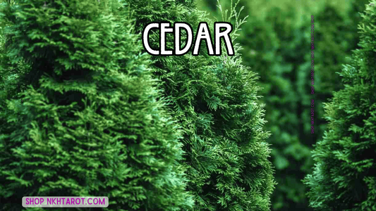 Cedar: Magical Properties, Ritual Uses, and Spiritual Benefits in Witchcraft