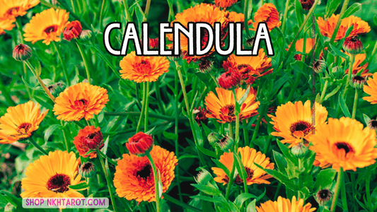 Calendula: Magical Properties, Ritual Uses, and Spiritual Benefits in Witchcraft