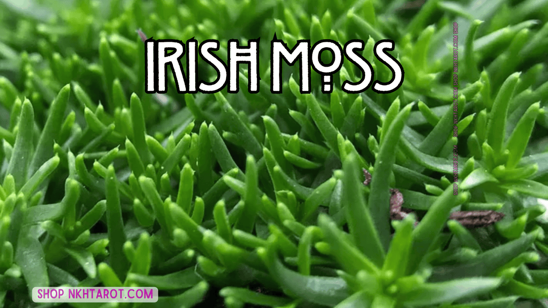 Irish Moss: Magical Properties, Ritual Uses, and Spiritual Benefits in Witchcraft