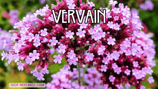 Vervain: Magical Properties, Ritual Uses, and Spiritual Benefits in Witchcraft