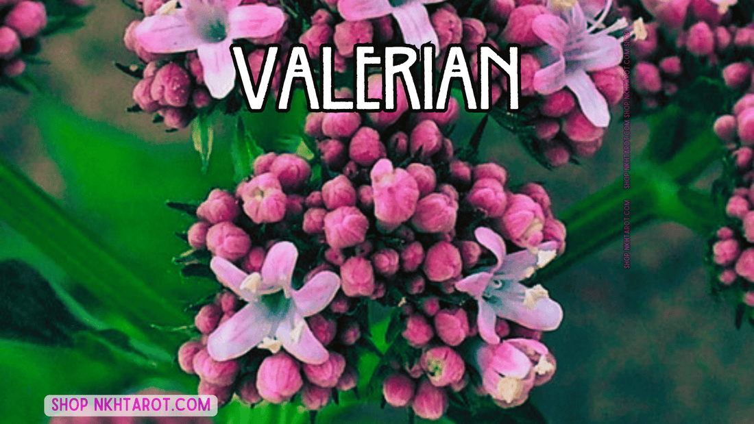 Valerian: Magical Properties, Ritual Uses, and Spiritual Benefits in Witchcraft