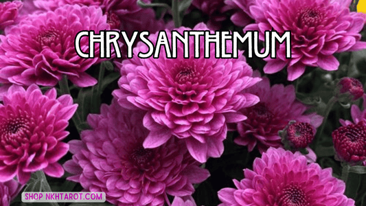 Chrysanthemum: Magical Properties, Ritual Uses, and Spiritual Benefits in Witchcraft