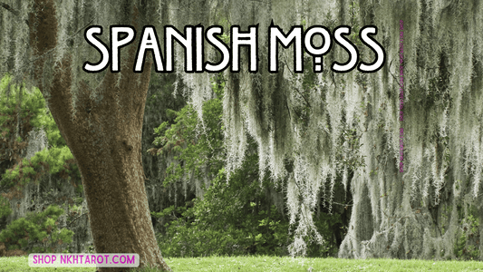 Spanish Moss: Magical Properties, Ritual Uses, and Spiritual Benefits in Witchcraft