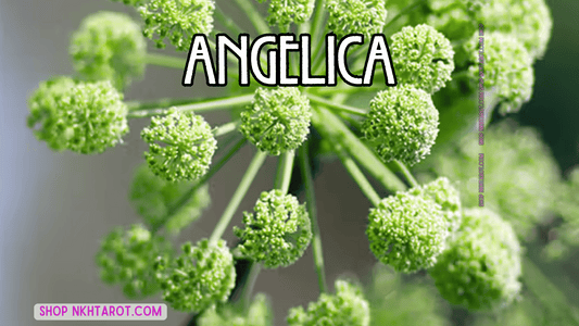 Angelica: Magical Properties, Ritual Uses, and Spiritual Benefits in Witchcraft