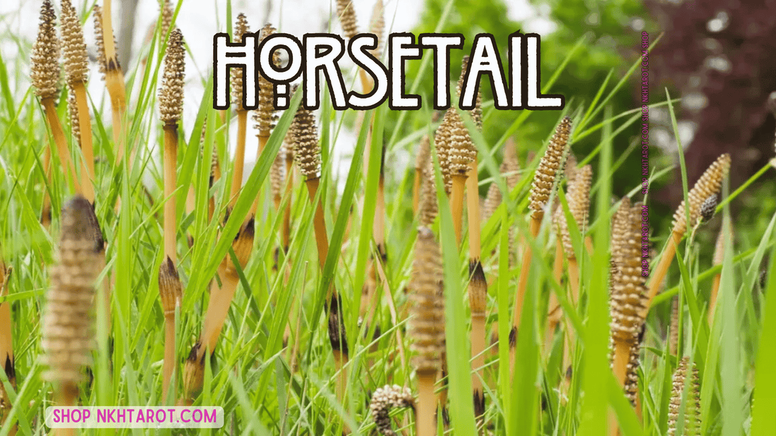 Horsetail: Magical Properties, Ritual Uses, and Spiritual Benefits in Witchcraft
