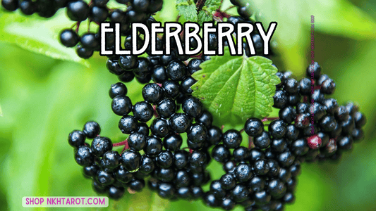 Elderberry: Magical Properties, Ritual Uses, and Spiritual Benefits in Witchcraft