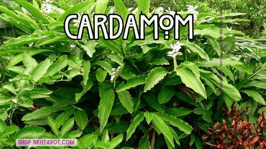 Cardamom: Magical Properties, Ritual Uses, and Spiritual Benefits in Witchcraft
