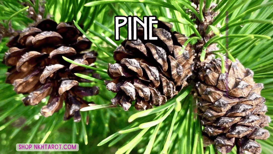 Pine: Magical Properties, Ritual Uses, and Spiritual Benefits in Witchcraft