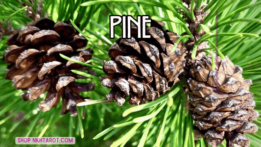 Pine: Magical Properties, Ritual Uses, and Spiritual Benefits in Witchcraft