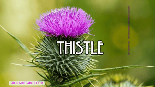 Thistle: Magical Properties, Ritual Uses, and Spiritual Benefits in Witchcraft