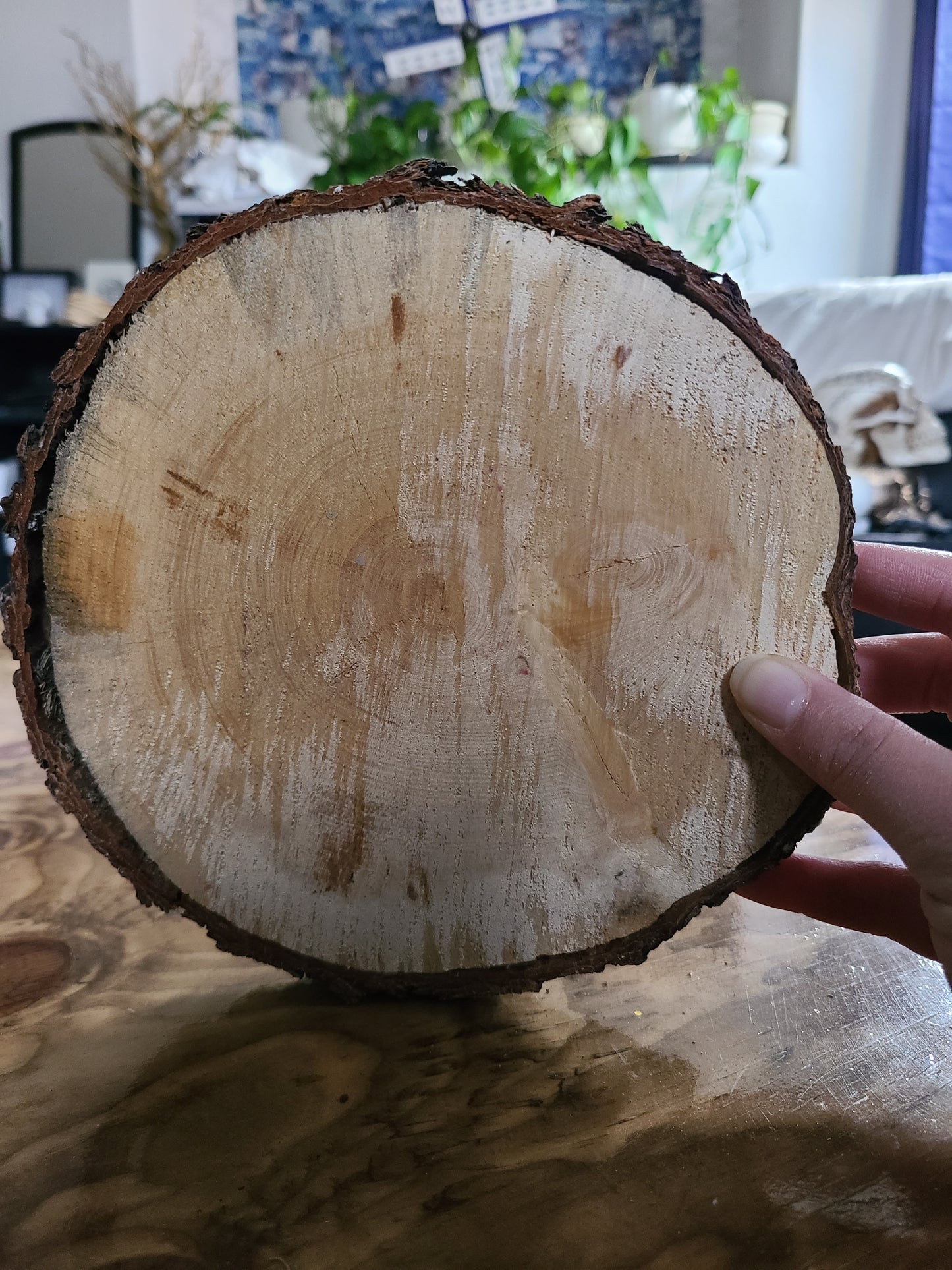 Pine Altar Block: Sacred Circle for Spells & Rituals