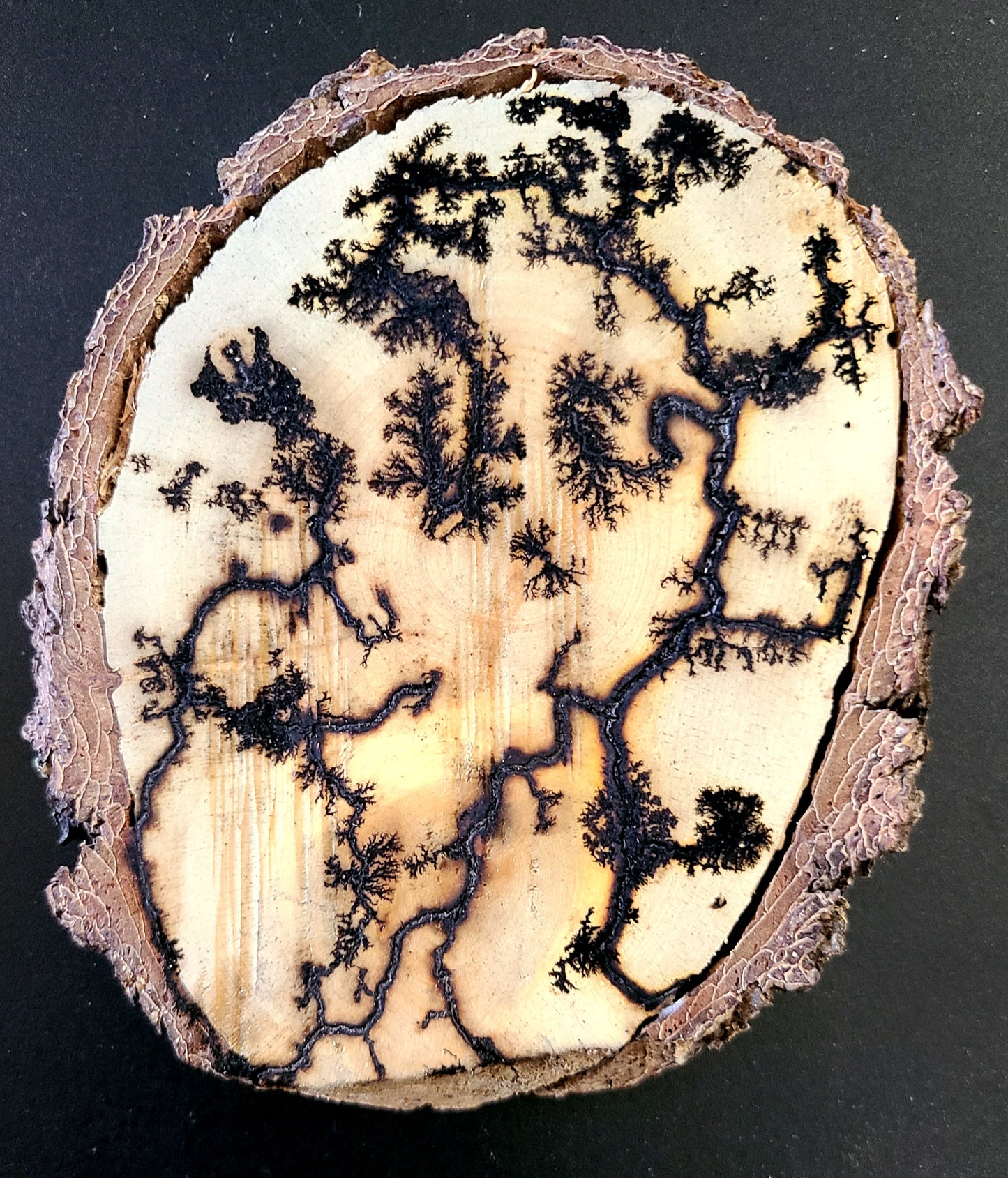 Lichtenberg Wood Burn Art – Handcrafted Fractal Burned Wood Decor – One of a Kind