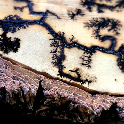Lichtenberg Wood Burn Art – Handcrafted Fractal Burned Wood Decor – One of a Kind