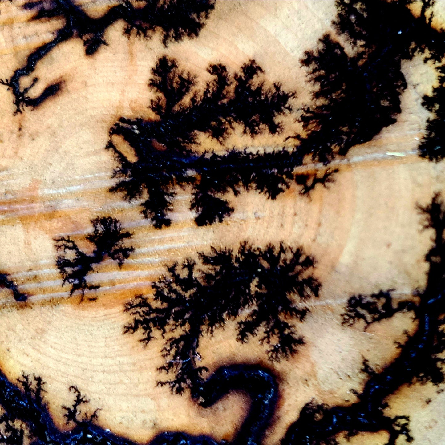 Lichtenberg Wood Burn Art – Handcrafted Fractal Burned Wood Decor – One of a Kind